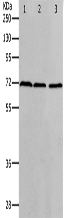 Валидация Elabscience E-AB-12625
