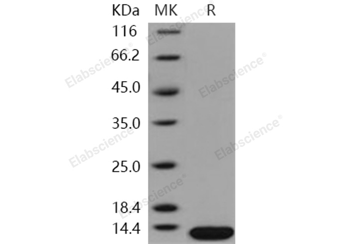 Валидация Elabscience PKSH030949(1772)