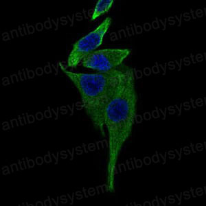 Валидация IF - AntibodySystem RHA22001