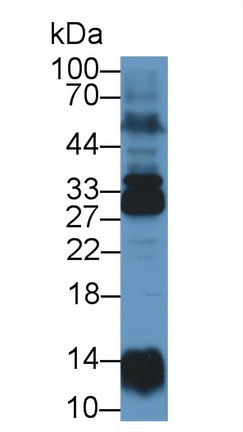 8817