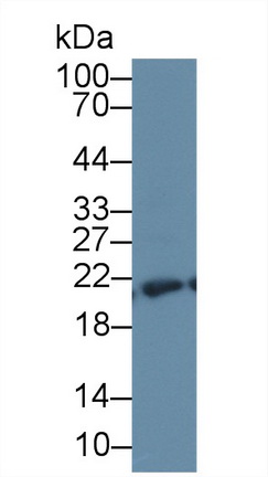 14734