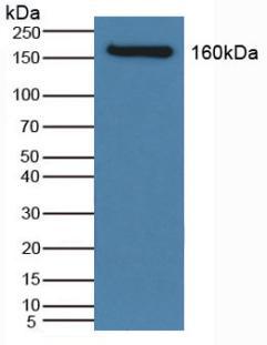 6542