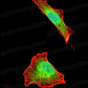 Валидация IF - AntibodySystem RHA32701 (35)