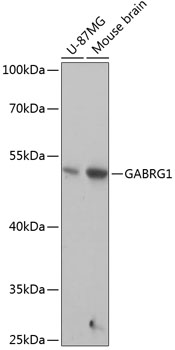 Валидация Elabscience E-AB-64959