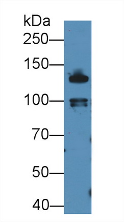 12946