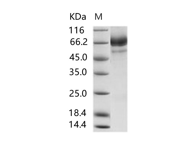 Валидация Elabscience PKSV030243(6009)