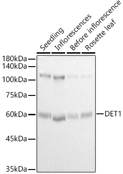 A21277, вестерн-блоттинг, ткани Arabidopsis thaliana (18603)