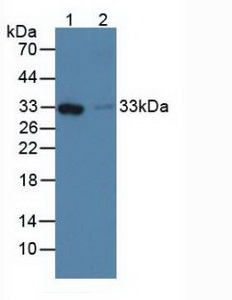 5262