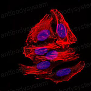 Валидация IF - AntibodySystem RMN92901 (1726)