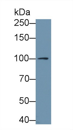 13388