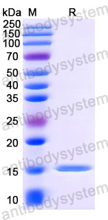 Валидация SDS-PAGE - AntibodySystem RVV19302