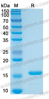 Валидация AntibodySystem AMJ75601