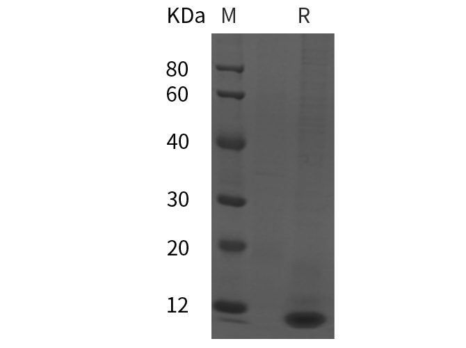Валидация Elabscience PDMH100075(790)