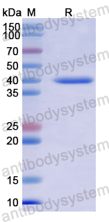 Валидация AntibodySystem YHJ99301