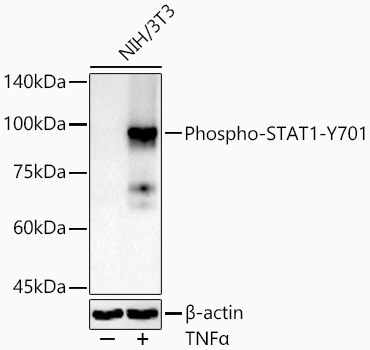 AP0135, вестерн-блоттинг, лизат клеток NIH/3T3 (28361)