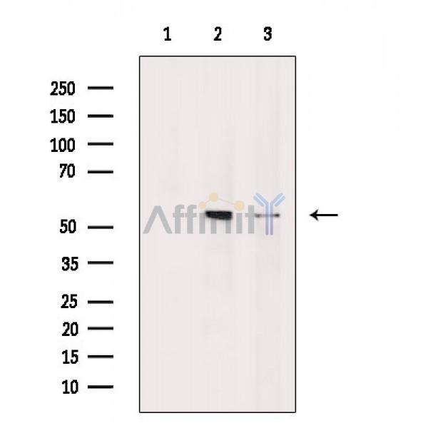 Валидация Affinity AF6568 - 3874