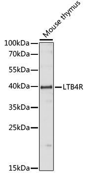 Валидация Elabscience E-AB-66402