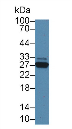 9077