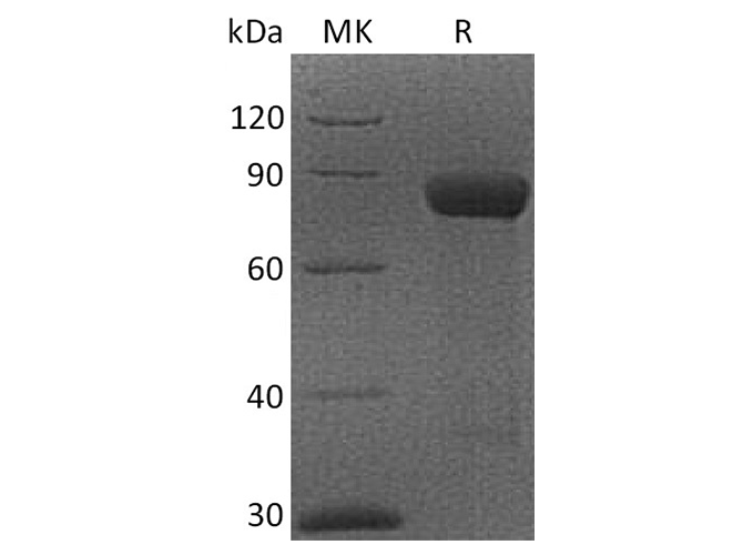 Валидация Elabscience PKSQ050012(5385)