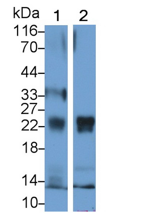 26577