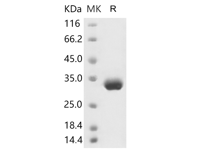 Валидация Elabscience PKSR030499(5802)