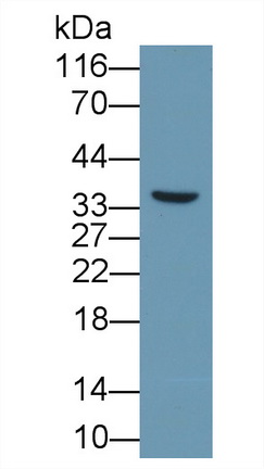 57533