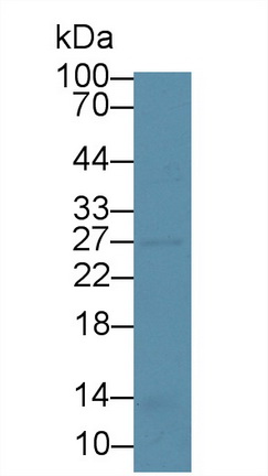 8832