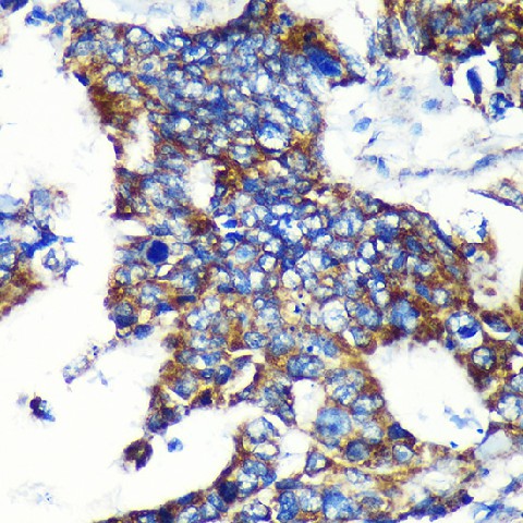 Валидация Elabscience E-AB-91343