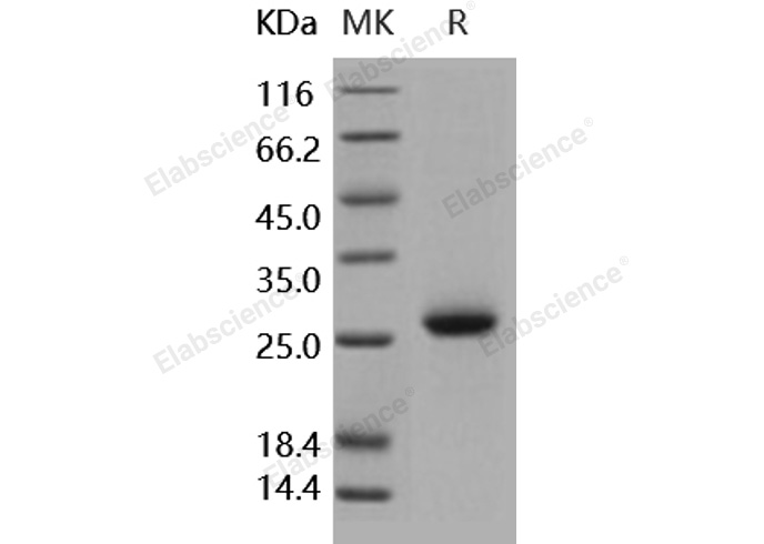 Валидация Elabscience PKSH031808(2441)