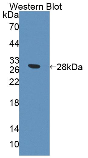 58318
