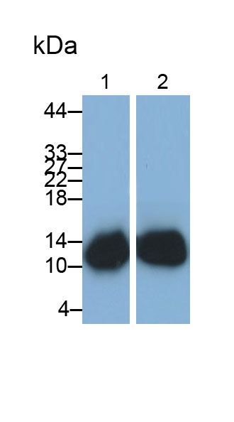 41675