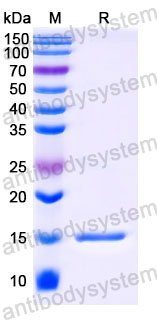 Валидация SDS-PAGE - AntibodySystem RHC41801
