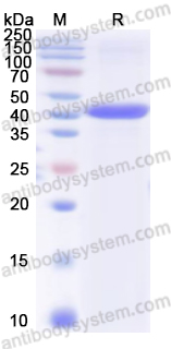 Валидация AntibodySystem YHE74501