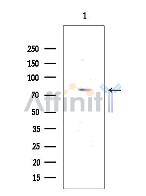 Валидация Affinity DF4805 - 16547