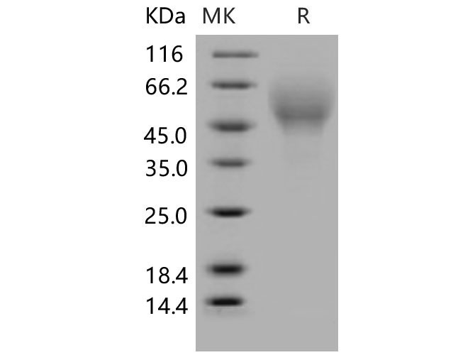 Валидация Elabscience PKSM040571(4558)