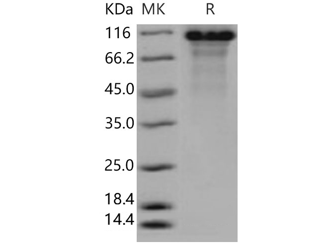 Валидация Elabscience PKSH031545(2229)
