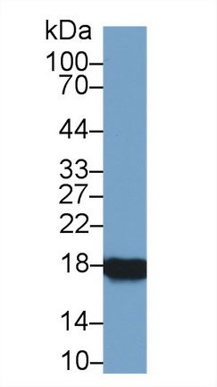 10243