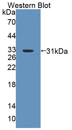 59492