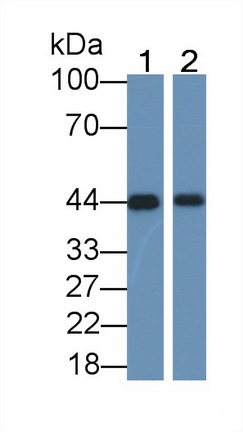 64543