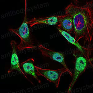Валидация IF - AntibodySystem RHB05003
