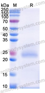 Валидация AntibodySystem YHA59501