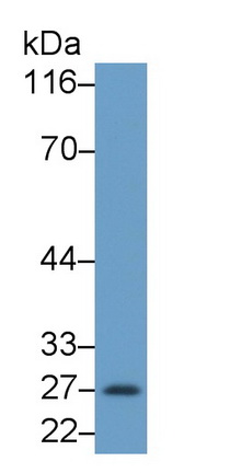 39548