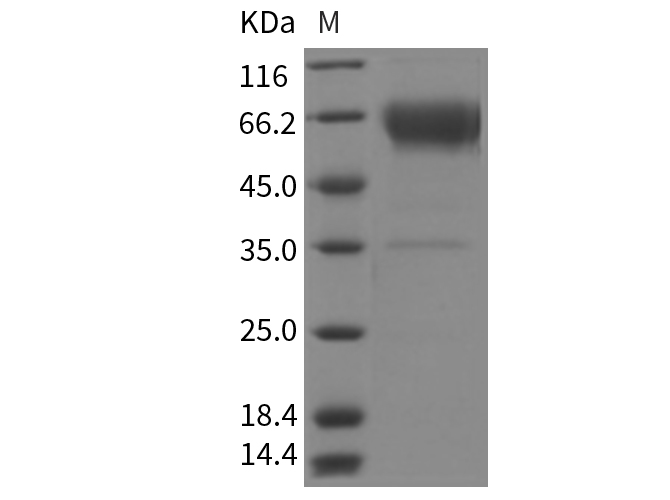Валидация Elabscience PKSR030140(5507)