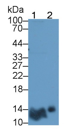 20241