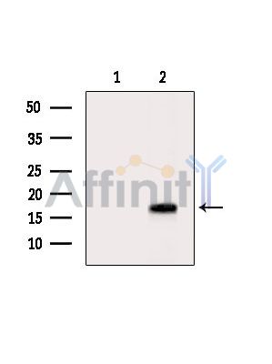 Валидация Affinity DF9999 - 23052