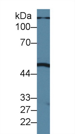 10129