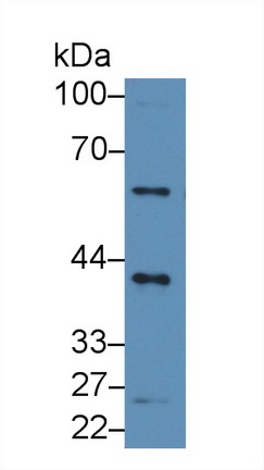 14610