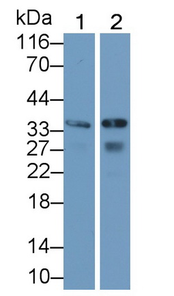 23342
