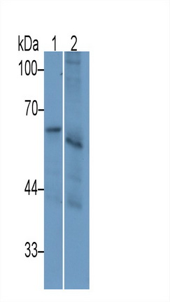 39141