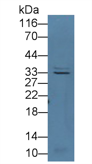 30574